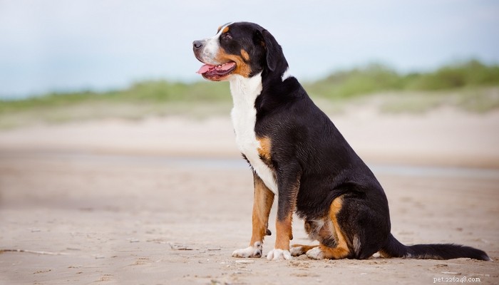 20 razze canine con la durata della vita più breve (basato su studi)