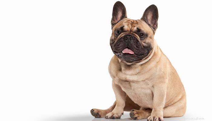 20 races de chiens ayant la durée de vie la plus courte (d après des études)