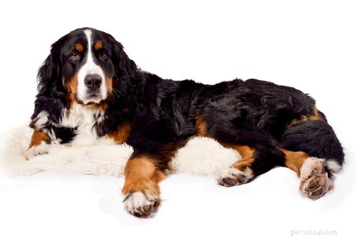 20 races de chiens ayant la durée de vie la plus courte (d après des études)