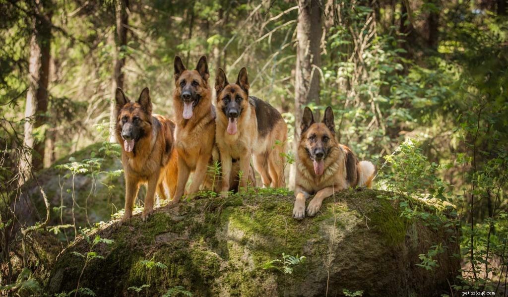 25 raças de cães lobo