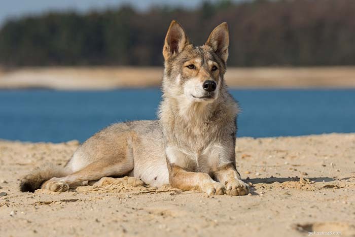 25 Wolf Dog Breeds