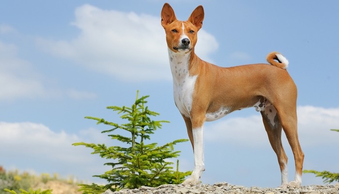25 nejtišších psů (na základě studií)