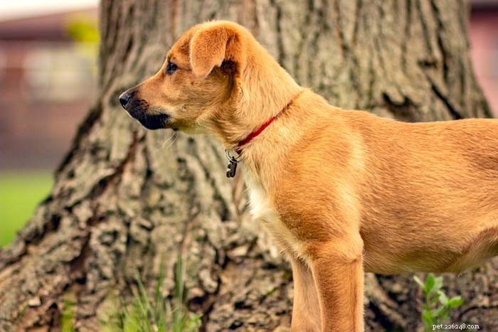 25 самых тихих собак (по результатам исследований)