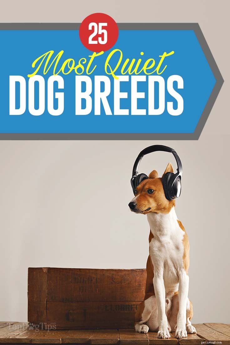 25最も静かな犬（研究に基づく） 