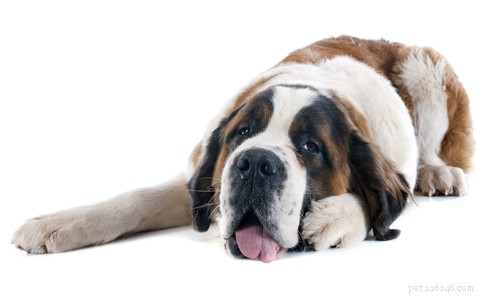 20 chiens les plus difficiles à dresser (d après des études)