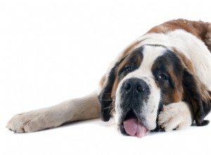 20 nejhůře vycvičitelných psů (na základě studií)