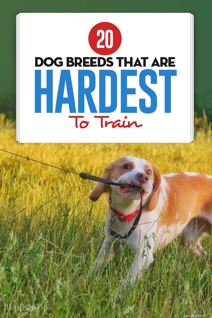 20 moeilijkst te trainen honden (op basis van studies)