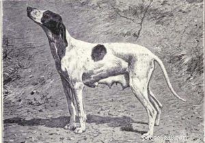 30 вымерших пород собак, которые навсегда исчезли с планеты 