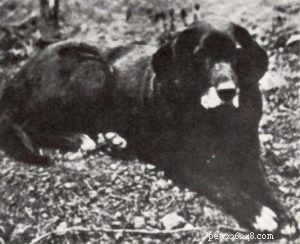 30 uitgestorven hondenrassen die voor altijd van de planeet zijn verdwenen