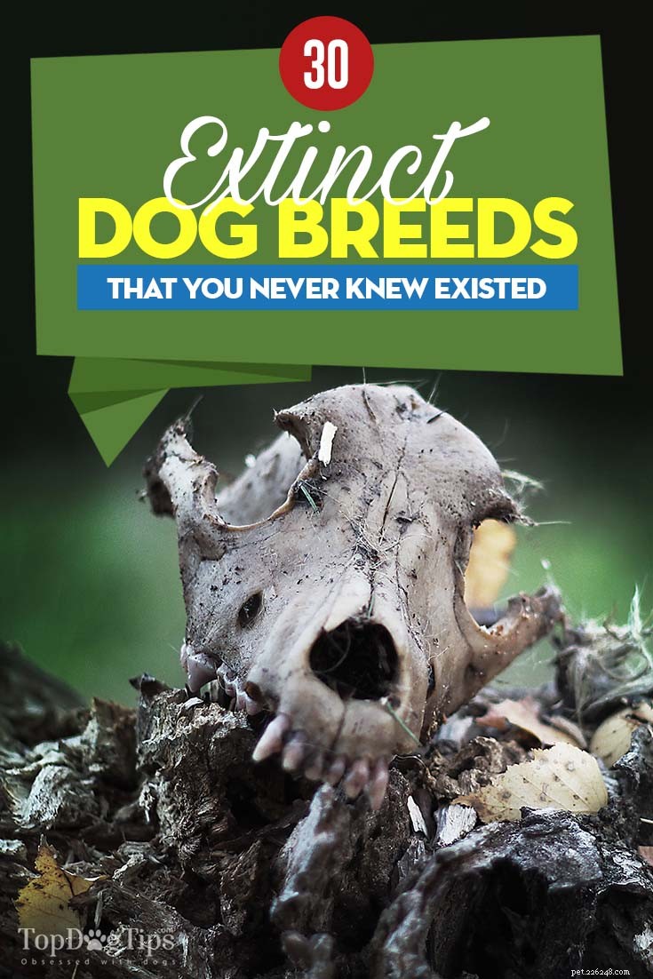 30 raças de cães extintas que desapareceram para sempre do planeta