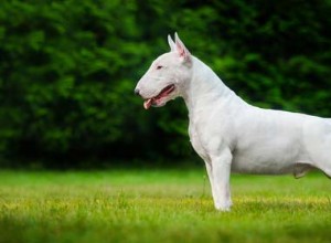 大きな白い犬の品種 