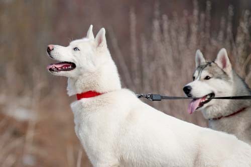 Породы больших белых собак