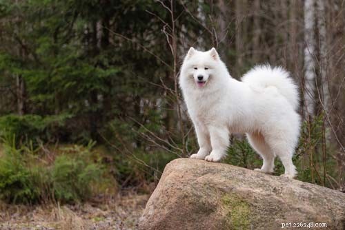 Породы больших белых собак