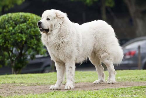 大きな白い犬の品種 