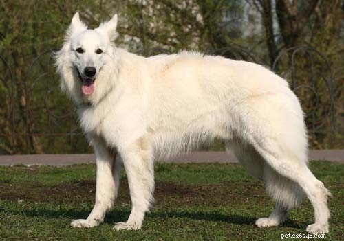 Grote witte hondenrassen