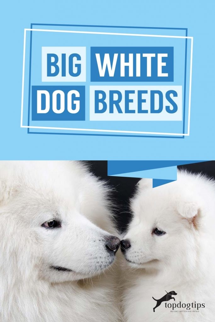 Grandes races de chiens blancs
