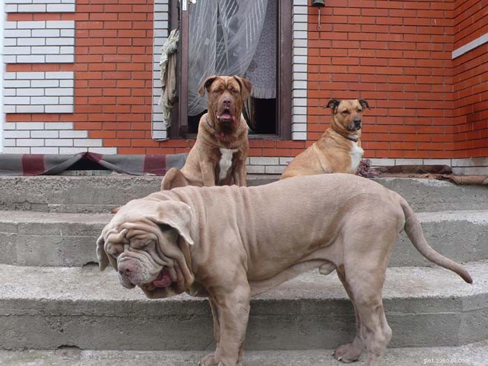 13 raças de cães banidas com frequência