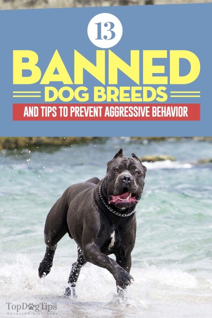 13 raças de cães banidas com frequência