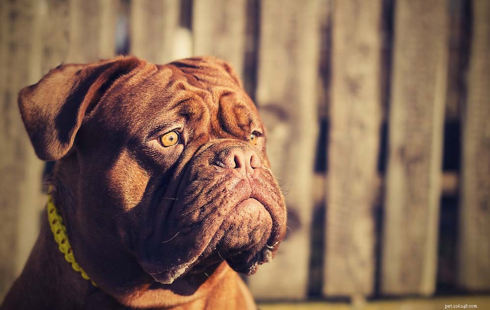 14 melhores raças de cães de guarda