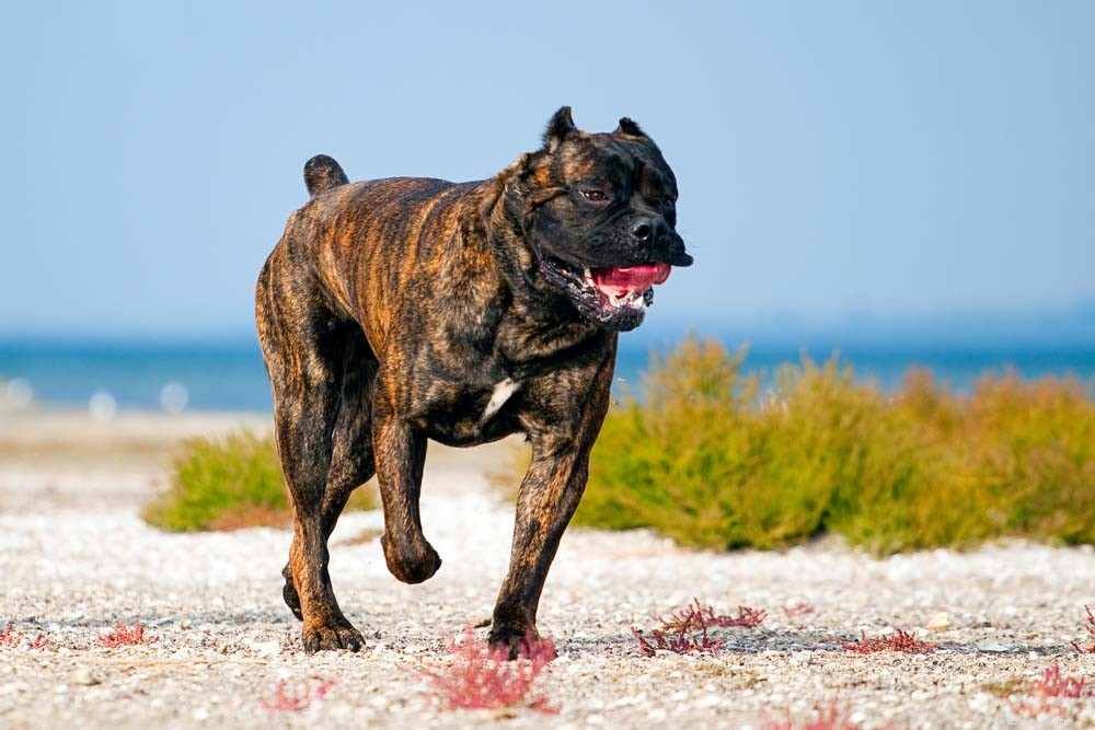 14 melhores raças de cães de guarda