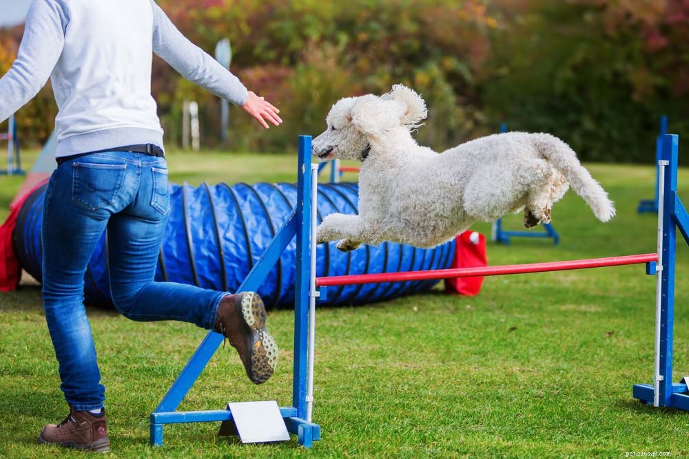 25 smarta hundraser som är lätta att träna