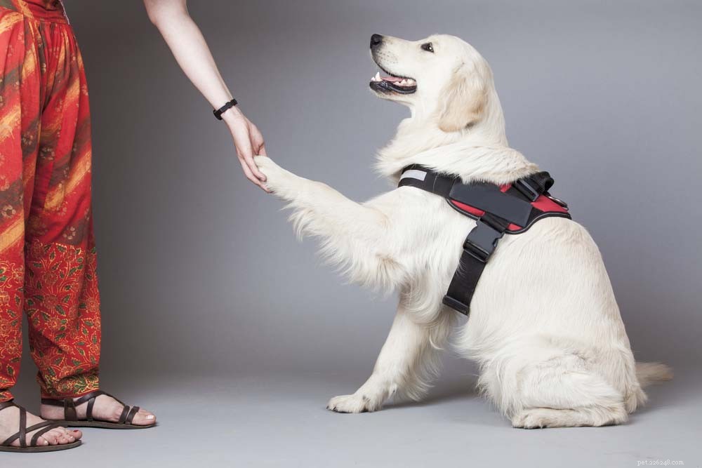 25 raças de cães inteligentes que são fáceis de treinar
