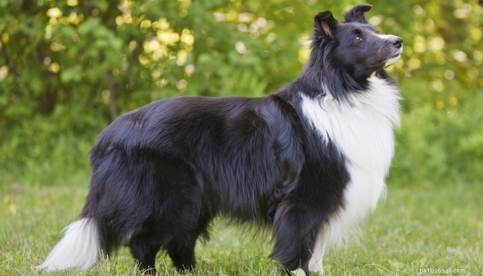25 races de chiens intelligents faciles à dresser