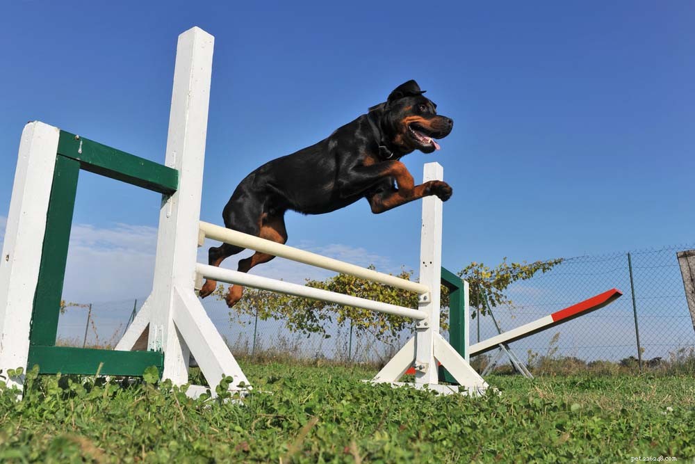 25 smarta hundraser som är lätta att träna