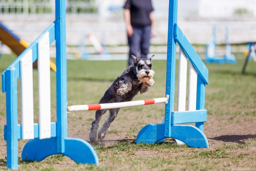 25 slimme hondenrassen die gemakkelijk te trainen zijn