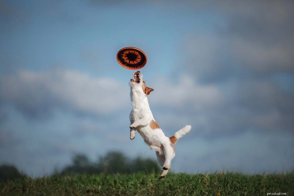 25 slimme hondenrassen die gemakkelijk te trainen zijn