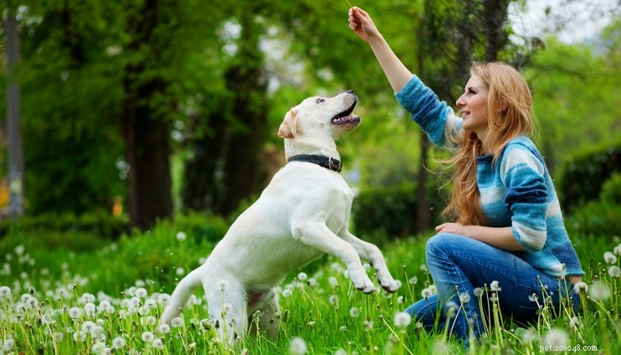 10 bästa hundraser för förstagångsägare