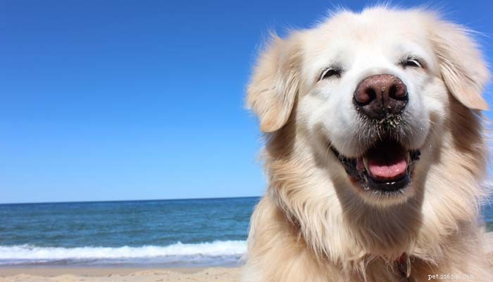 10 migliori razze di cani per i proprietari per la prima volta