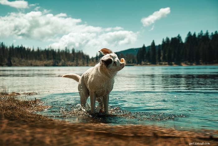 20 Labrador Retriever-feiten die u niet wist