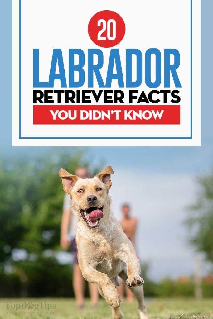 20 faktů o labradorském retrívru, které jste nevěděli