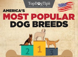 Les chiens les plus populaires en Amérique (infographie)