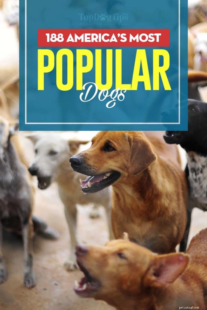 De mest populära hundarna i Amerika (Infographic)