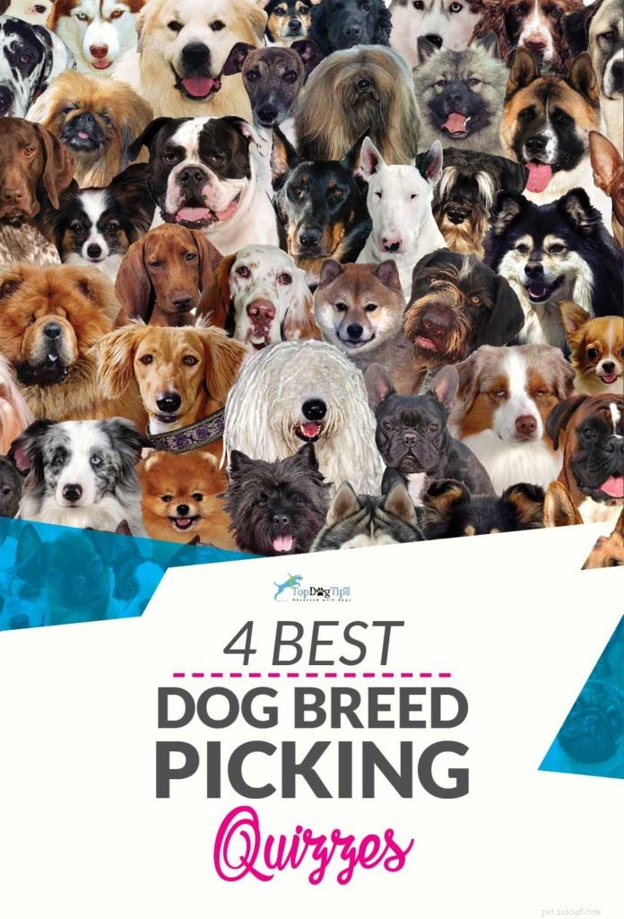 4つの最高の犬種クイズオンラインウェブサイト 