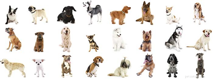 4 webbsidor för bästa hundras-quiz