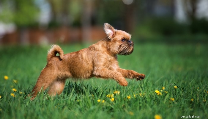 25 langzaamste hondenrassen