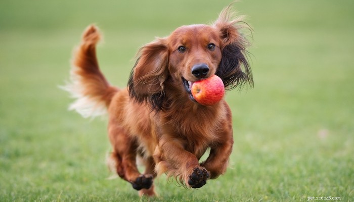 25 races de chiens les plus lentes