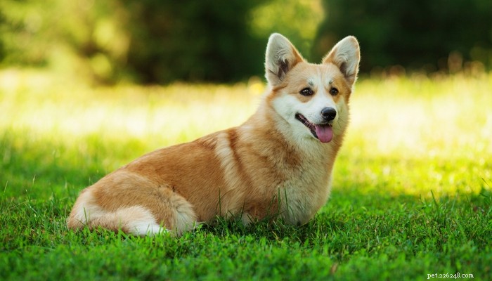 25 самых медленных пород собак