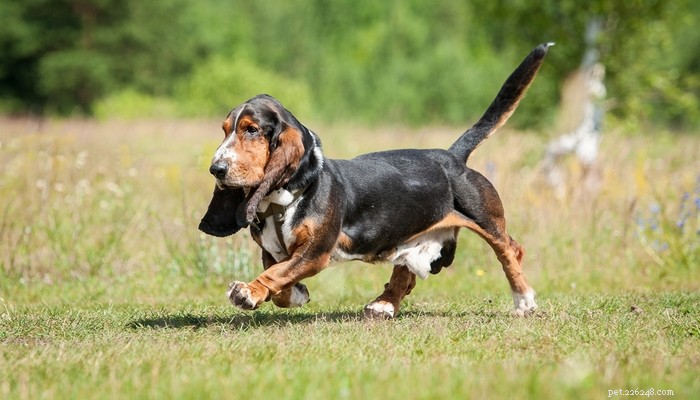 25 races de chiens les plus lentes