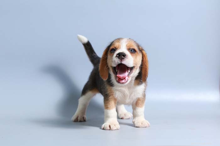 20 meest spraakzame hondenrassen die vaak blaffen