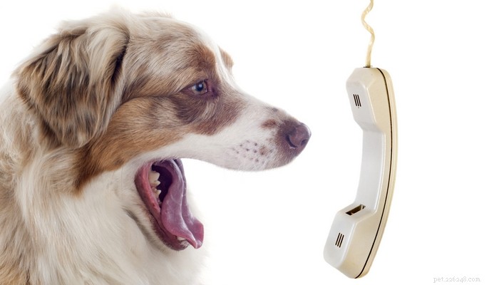 20 raças de cães mais falantes que latem com frequência