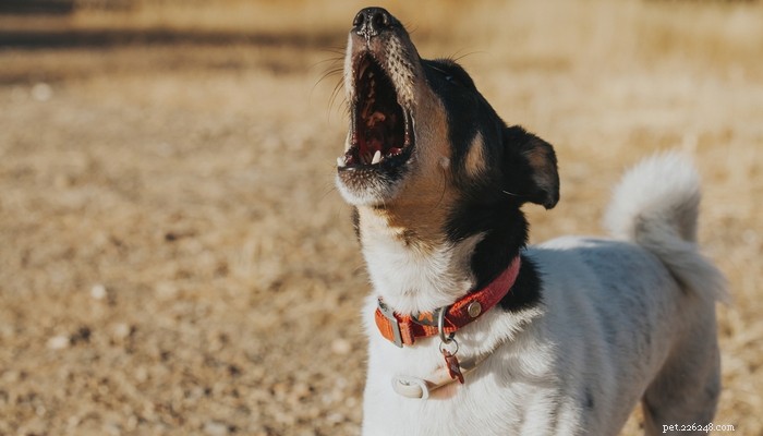 20 raças de cães mais falantes que latem com frequência