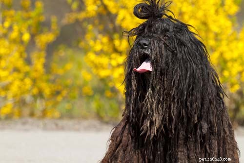 10 races de chiens les plus étranges de la planète