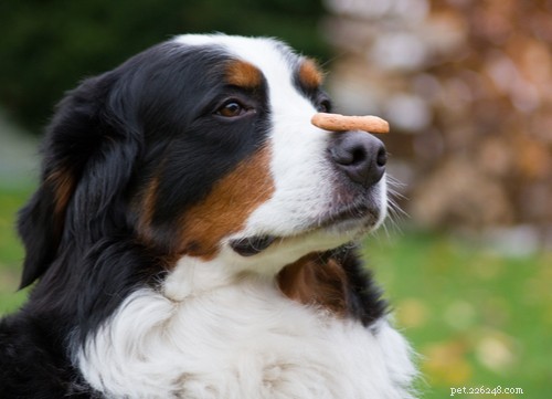 19 races de chiens les plus faciles à dresser