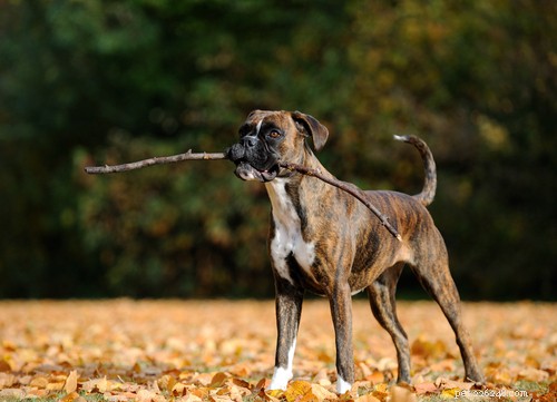 19 gemakkelijkste hondenrassen om te trainen