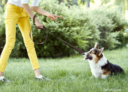 19 gemakkelijkste hondenrassen om te trainen