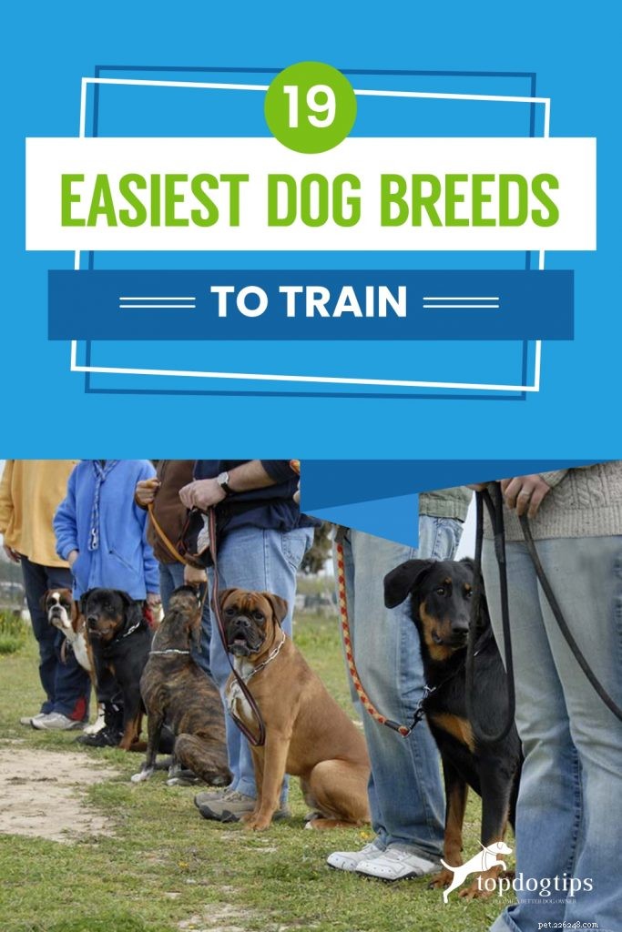 訓練するのが最も簡単な19の犬種 